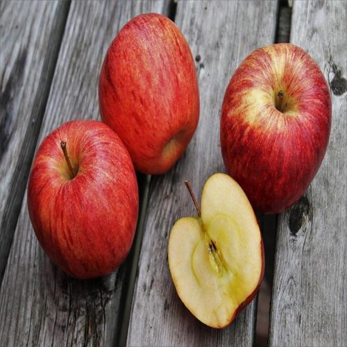 딱 제철 경북 산지직송 사과 가정용 2.5kg 중과 (13~15과)