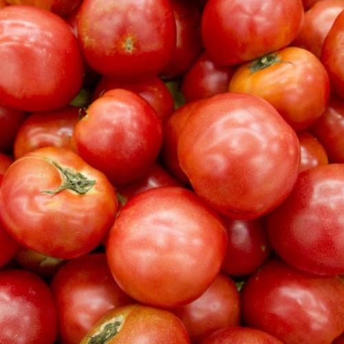 단단하고 짭짤한 대저 짭짤이 토마토 2.5kg 35과 내외